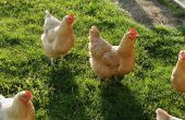 Eine beheizte Huhn Bewässerungssystem bauen