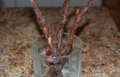 Pfeffrigen Schokolade bedeckt Speck Zweige