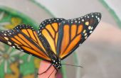 Monarchfalter - Ei zum Schmetterling