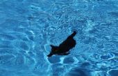 Wie man eine Katze zu schwimmen zu lehren. 