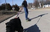 Skatejoring mit Hunden