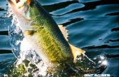 Bass Fishing Tipps
