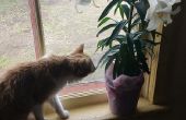 Heilung-Lily Vergiftungen bei Katzen (zu Hause)! 