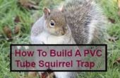 Squirrel Trap