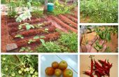 Einen kleinen Gemüsegarten in Ihrem Garten wachsen