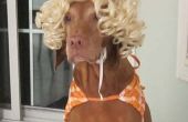 Einfach Hund-Halloween-Kostüm - Beach Girl