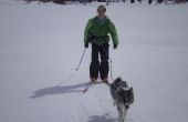 Gewusst wie: Ski Jour mit Ihrem Hund