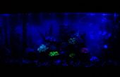 Tageslicht/Mondschein bidirektionale LED Aquarium-Licht