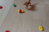 Kleine Hund Spielzeug für Ihre Hunde