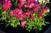Einfache Gartenarbeit Hack: Sparen $ auf Blumenerde