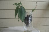 Die Pop-Flasche Pflanze Topf---eine improvisierte Blumentopf aus einer Pop-2-Liter-Flasche