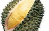 Alle denken wie Durian? Oder was sind die Vorteile von Durian Essen? 
