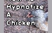 Wie man ein Huhn hypnotisiert