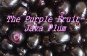 Die Pflaume lila Frucht-Java