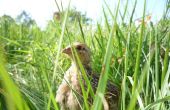 Frei bis unsere Bio Wachtel-Küken.  Codornices En el Jardín Cailles Bio En Liberté