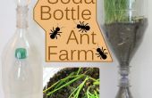 Soda-Flasche Ant Farm