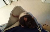 Erstellen A Ratte tragen Hängematte mit A Toms Bag