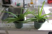 Teilung von Aloe-Pflanzen