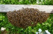 Ein Bienenschwarm sammeln