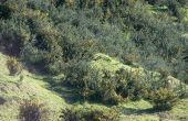 Stechginster (Ulex Europäer) mit New Zealand Buschlandschaft entfernen