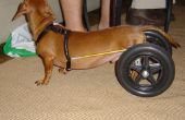 Dackel-Rollstuhl
