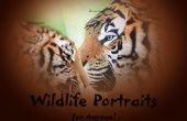 Realistische Wildlife Portraits für jeden