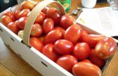 Canning Tomaten = Sommer das ganze Jahr! 