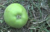 Ernte Äpfel organisch