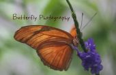 Schmetterling Fotografie