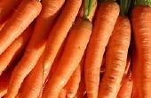 Wie man drinnen wachsen Karotten