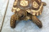 Schildkröte Couchtisch Lebensraum