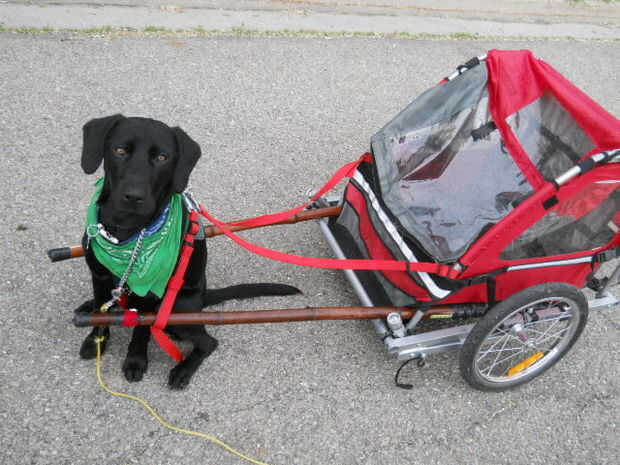 DIY Hund ziehen Wagen aus einen KlappFahrradAnhänger gemacht